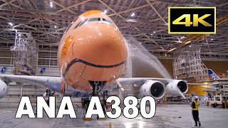 [4K] ANA A380 'FLYING HONU' 3号機をきれいに 定期便での運航開始を前に機体を洗浄 / 成田空港 JA383A