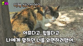 가는 나를 매일 울며 하염없이 바라보던 길고양이를 외면하지못해 구조를 했는데..