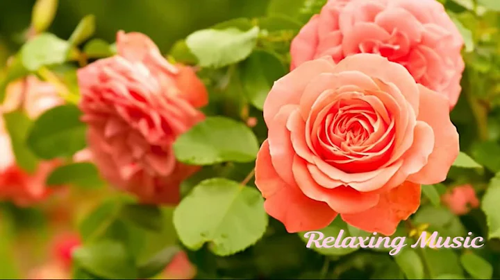 Beautiful Instrumental Hymns, Peaceful Soft Piano & Flute, "Tuesday Morning Sunrise" By Tim Janis