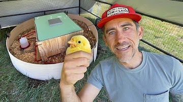 Brooding 150 Chicks Outdoors in a Portable Coop