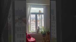 Cat Meowing at a Hawk That Had Perched on a Window