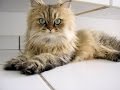 Asian Semi Longhair Cat Breed | Charming and Bright Asian Semi-Longhair as Your Favorite Cat