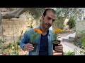 زهرة القطيفة المخملية وكل شيء عن هذه النبتة الرائعة المزهرة من زراعة وعناية وأهم شيء الإكثار زهرة القطيفة المخملية وكل شيء عن هذه النبتة الرائعة المزهرة من زراعة وعناية وأهم شيء الإكثار