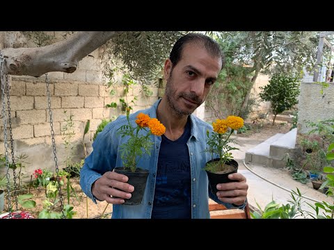 فيديو: نباتات القطيفة والآفات: كيف تساعد القطيفة الحديقة