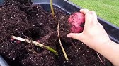 Plant Potatoes in Bags of Burlap Above Ground from Home Grown Fun 
