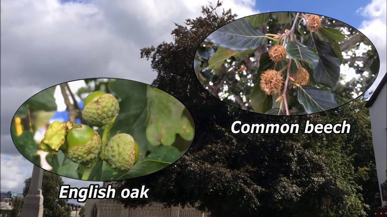 Exeter Trees Trailer YouTube