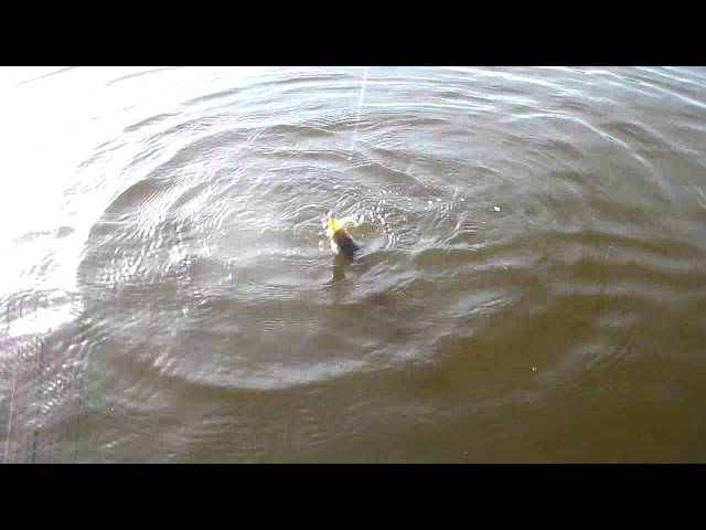 Отпускаю гончика не поднимая из воды