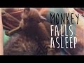 LOLCat Jr. | Kitten Falls Asleep Really Fast