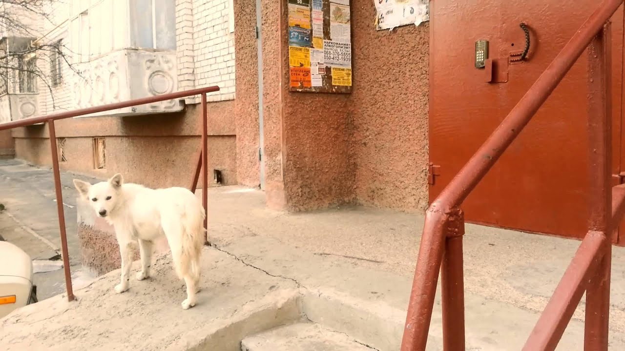 Николаевские собаки times herald record