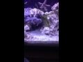 G chiragra mantis shrimp