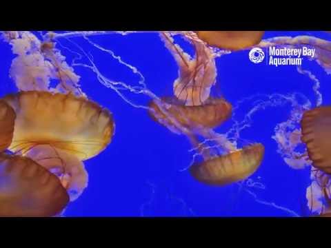 Sea Nettle Jelly Cam After Hours - Monterey Bay Aquarium