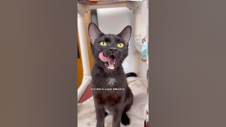 ¡Los nuevos gatitos quieren conocerte!