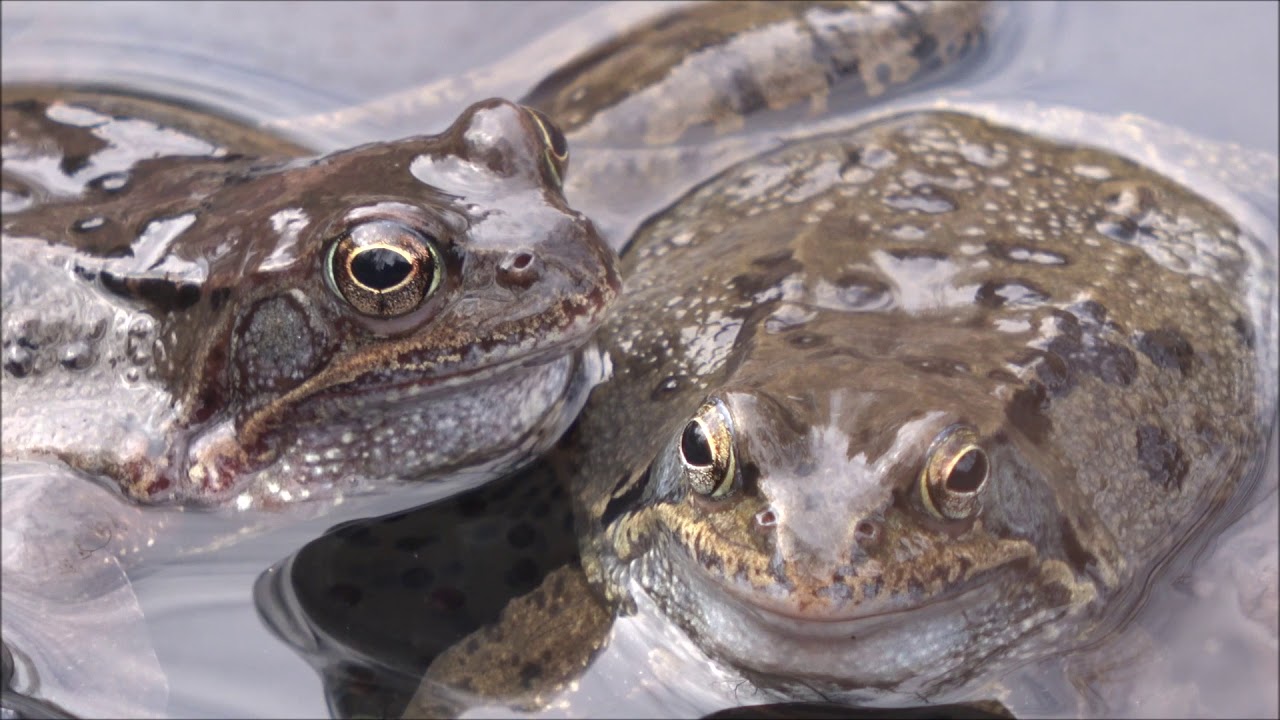 [Animal] Common Frog Call Ribbit Water Grasfrosch Wasser
