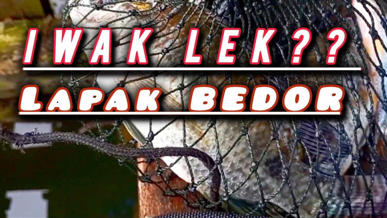 Lapak BEDOR bonkelopo Jatigui Malang selatan
