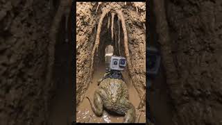 . 🎥 GoPro on a Giant Bullfrog – Into the Underground Swamp Tunnel!