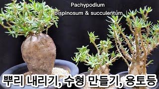 파키포디움 야생 뿌리 내리기와 재배 방법, 아프리카 식물등 괴근 식물 재배(Pachypodium bispinosum & succulentum), 수형 만들기, 꽃 피우기