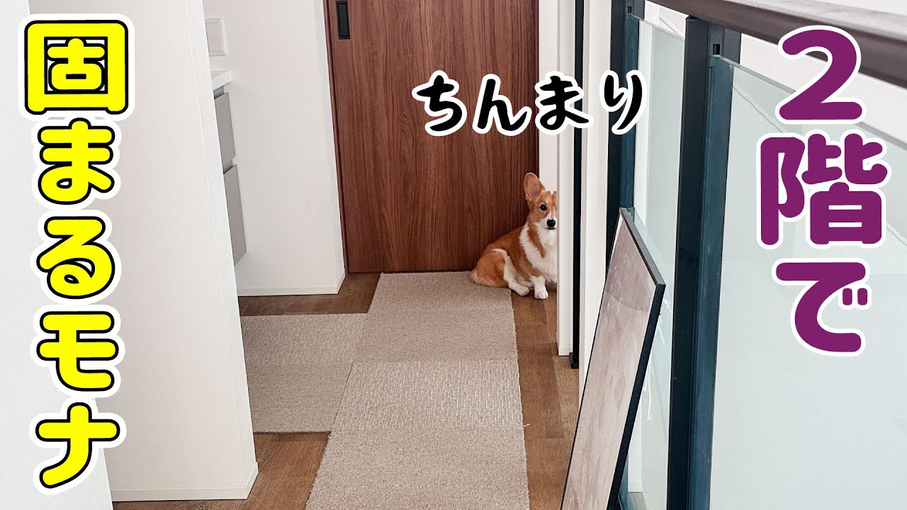 ２階で固まるモナちゃんと、新しいキャリーバッグ