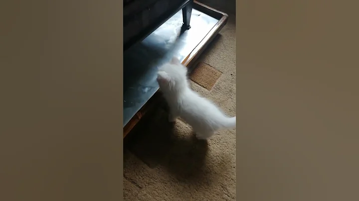 Video 3257141: cornish rex manx cat, munchkin cat cornish rex, maine coon turkish angora, bobtail siamese cat maine, kitty cat