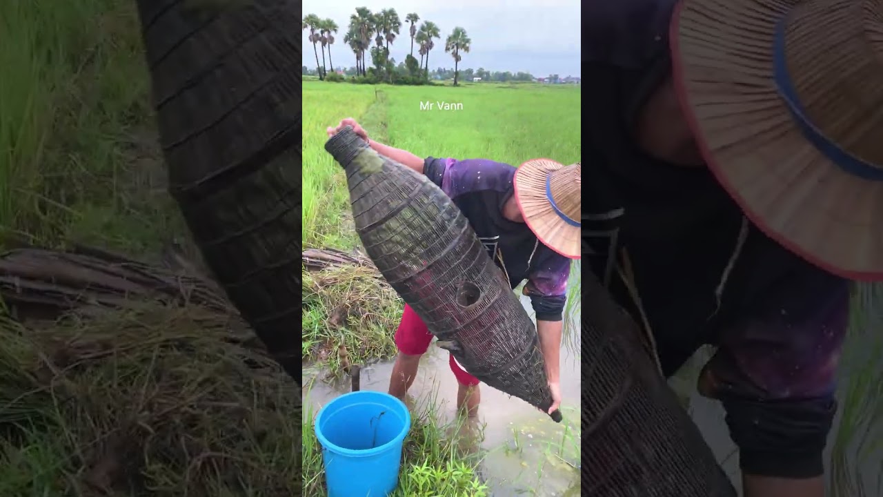 Countryside rainy season fishing in the rice field 