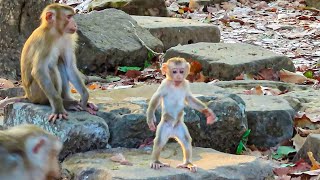 OH_NICE !  Jovi monkey walks two legs very impressive like a man standing