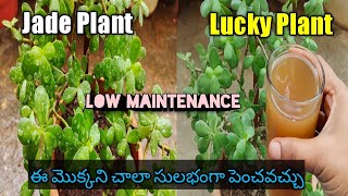 How to Grow Jade Plant in Telugu|Indoor Plants| Lucky Plant|Plant for Beginners|Low Maintenance|