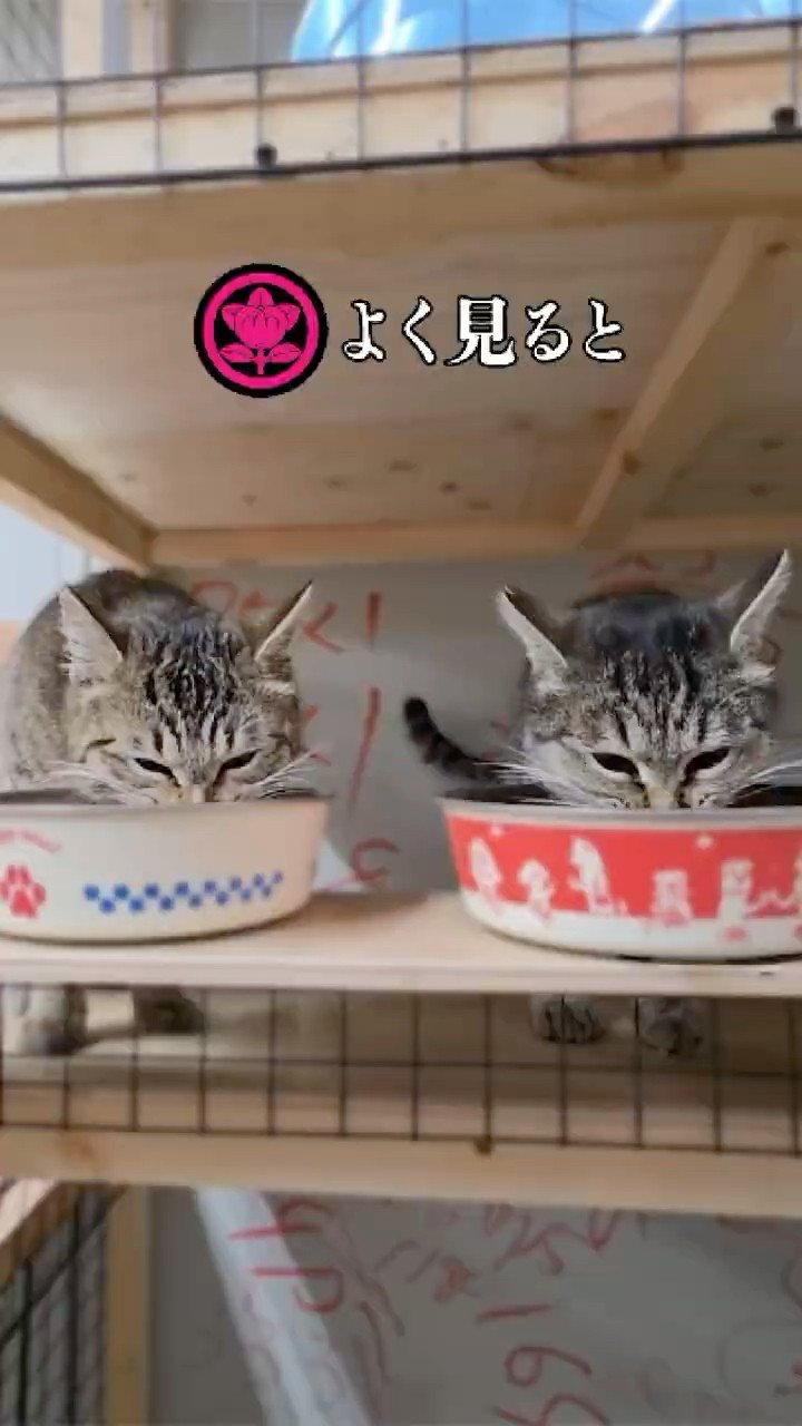 Two Lookalike Cats - YouTube