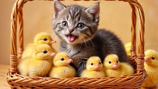 The kitten is playing happily with its duckling friends! 😂 FUNNIEST Pets 2024 🤣 So Funny and Cute. by Pets MaxLy 1,553 views 9 days ago 3 minutes, 36 seconds