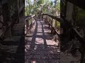 SALT SPRINGS OBSERVATION DECK.