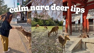 Feeding the Deer in Nara, Japan 🦌 | Safe &amp; Stress-Free Tips for Travelers