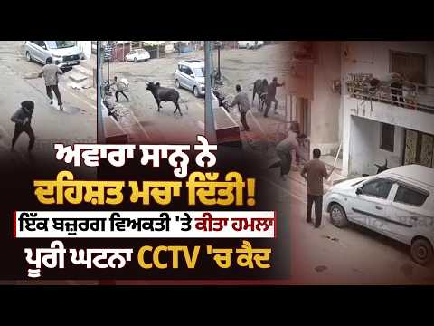 ਅਵਾਰਾ ਸਾਨ੍ਹ ਦਾ ਕਹਿਰ! ਬਜ਼ੁਰਗ ’ਤੇ ਕੀਤਾ ਹ*ਮ*ਲਾ, CCTV ’ਚ ਕੈਦ ਹੋਈ ਖ਼ੌਫ਼ਨਾਕ ਘਟਨਾ