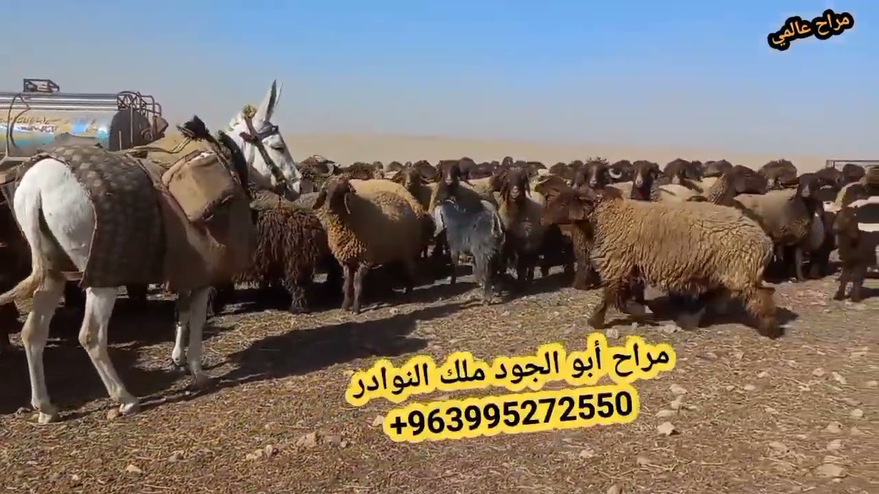 ٦ مارس ٢٠٢٥