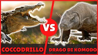 Coccodrillo vs drago di Komodo chi vince? | Komodo contro coccodrillo chi è il più forte?