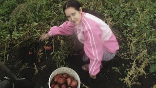 КОПАЕМ КАРТОШКУ В ДЕРЕВНЕ. ЗАКРЫВАЕМ СЕЗОН.Жизнь в деревне.Рыба на мангале.Шашлык.Деревенская жизнь.