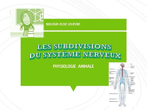 Vidéo: Quelle structure numérotée porte le signal efférent ?