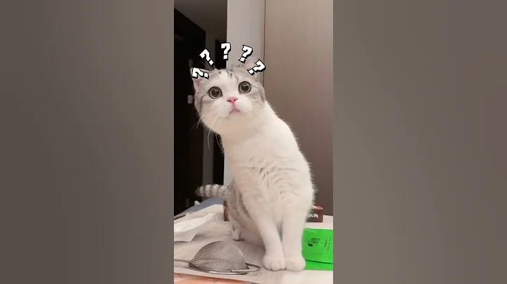 Video 11406491: cats compilation cute animals, cat funny animals compilation, baby cats