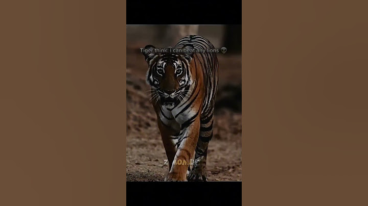 Lion vs tiger scarface legand king of all time🦁#animals #lion #wildanimals