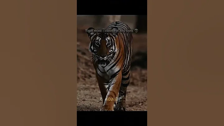 Lion vs tiger scarface legand king of all time🦁#animals #lion #wildanimals