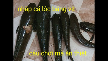 # nhắp cá lóc bằng vịt câu chơi mà ăn thiệt || Phương fishing , hunting trap