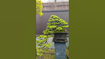 Extraordinary cascade bonsai 🌲 #shorts #bonsai #garden