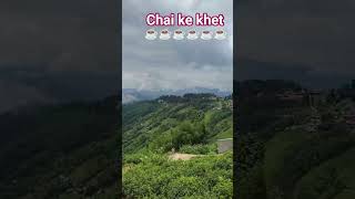 chai baagaan in Darjiling ☕☕🫖🫖🫖🫖🫖🫖🫖🫖🫖🫖🫖👌👌👌👌👌👌👌👌👌👌👌