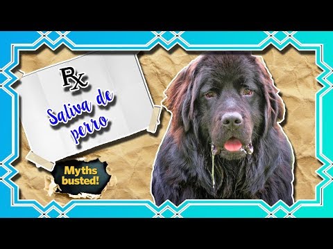 Video: Saliva De Perro: 5 Datos Que Debes Saber