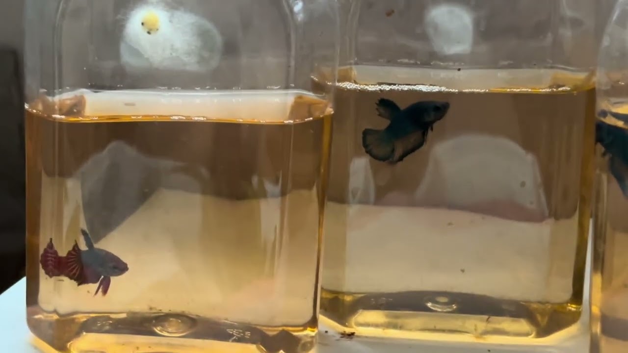 คัดปลากัดขึ้นฟอม  #มือใหม่หัดเพาะปลากัด #bluebettafish 