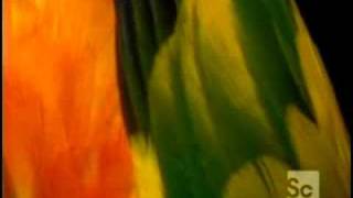The Dino Feather Mystery (4/6)