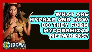 What Are Hyphae And How Do They Form Mycorrhizal Networks? - Ecosystem Essentials