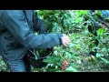 Stripping und Picking - Kaffee pflücken