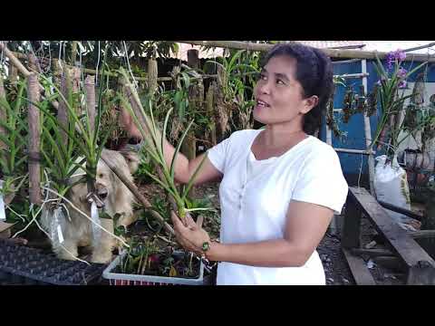 Video: Mga Tip sa Orchid Pruning - Pagputol At Pag-aalis ng Orchid Blooms