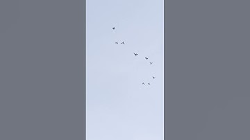 Top 10 high flying pegion#shortsvideo #Racer Kabootar flying#Speed pegion#birdlover