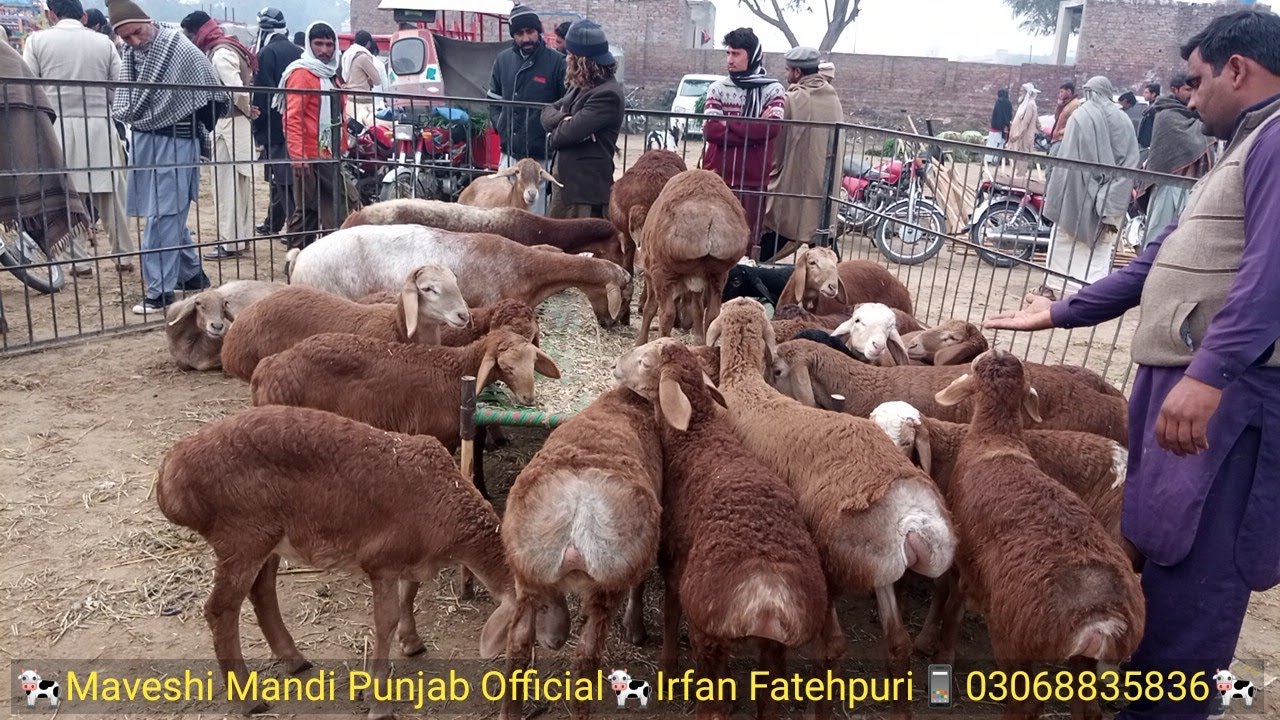 Turkey dumba baby price2022 Dumba Farming in Pakistan Turkey Dumba