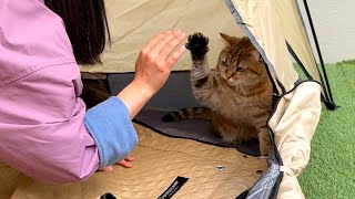 ENG) 【Cat Camping】While camping my cat and my sister had a fight...