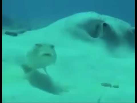 Мем с рыбой фугу